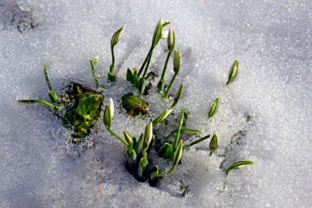 Snowdrops
