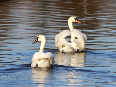 Pair of Swans photo