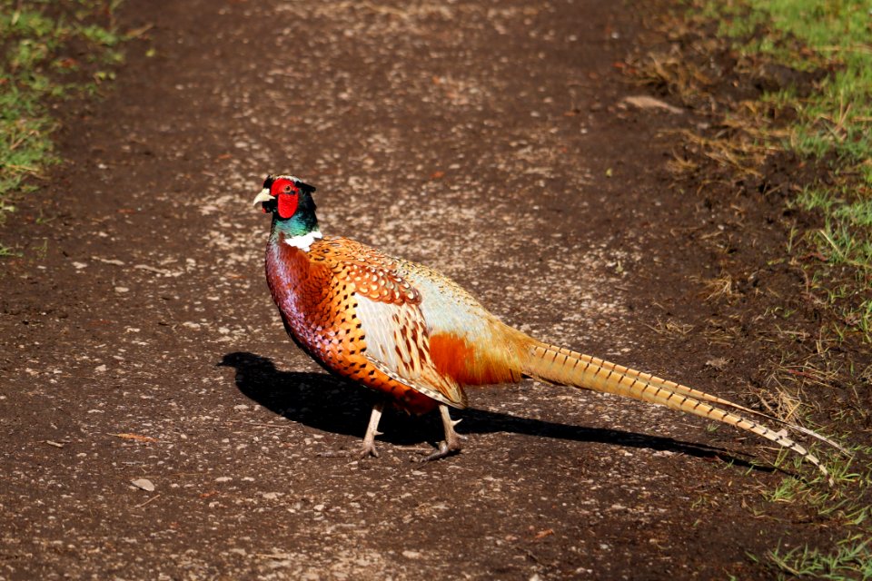 Leighton Moss Pheasant