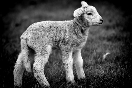 Lambs of Arnside 1 of 4 photo
