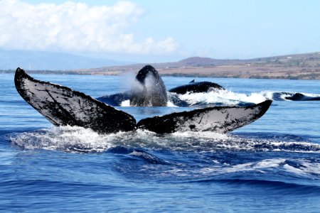 HIHWNMS - humpbacks photo