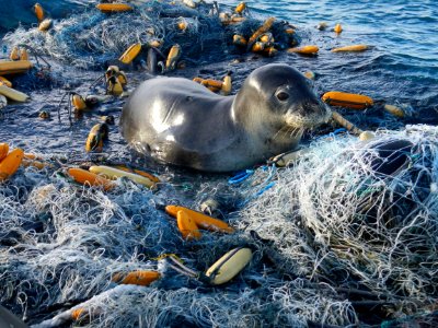PMNM - Hawaiian monk seal hauled out on large net at Pearl and Hermes Atoll photo