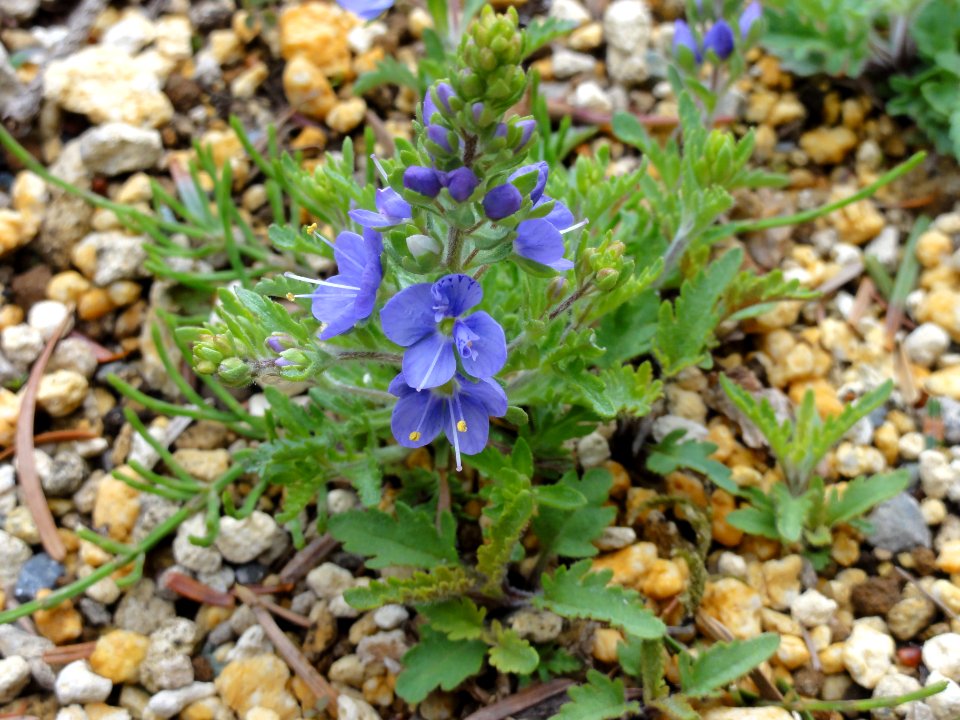 キクバクワガタ[菊葉鍬形][Pseudolysimachion schmidtianum var. schmidtianum]
