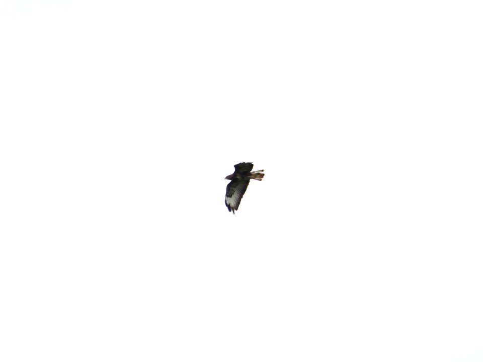 Wheeling Wheelock Buzzard.