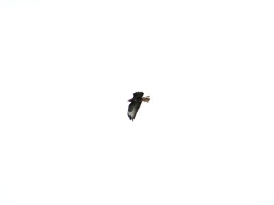 Wheeling Wheelock Buzzard.