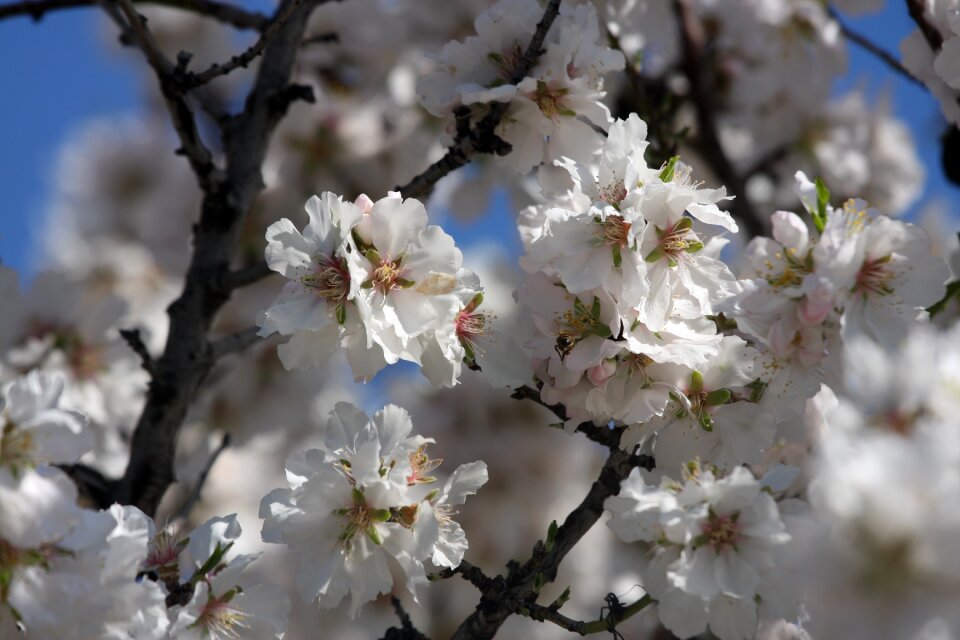 Flower flowers white