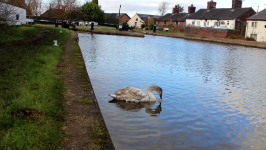 Young Swan 1 photo