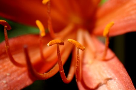 キツネノカミソリ [狐の剃刀] [Lycoris sanguinea]
