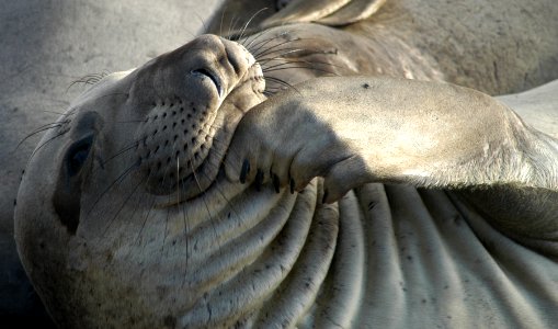 MBNMS - northern elephant seal photo