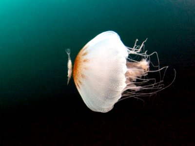 GRNMS shrimp riding jellyfish photo