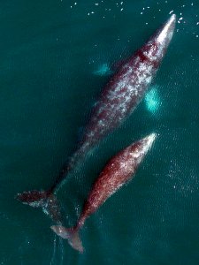 CINMS and MBNMS gray whale and calf photo