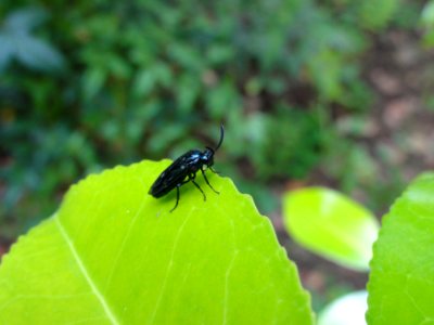ルリチュウレンジ [Arge similis]