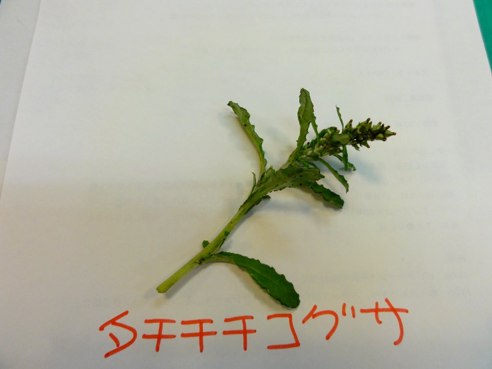タチチチコグサ[立ち父子草][Gamochaeta calviceps]