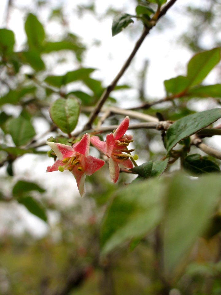 ウグイスカグラ[鶯神楽][Lonicera gracilipes var. glabra]-花