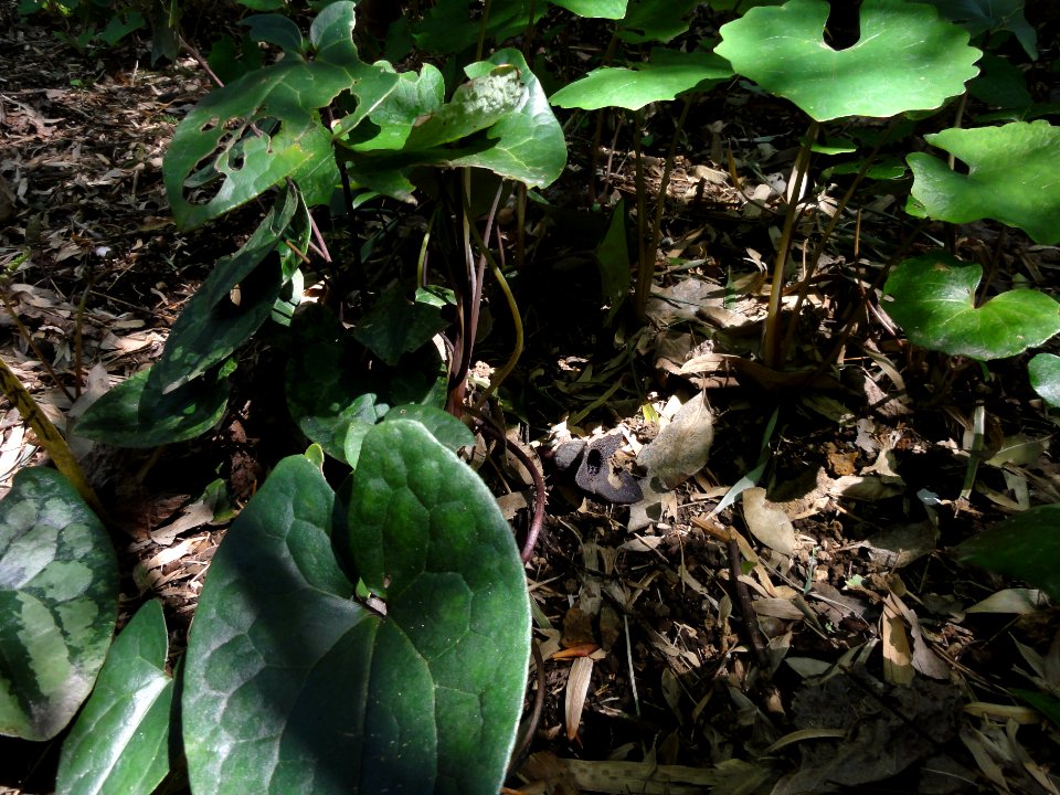 カンアオイ[寒葵][Asarum nipponicum]