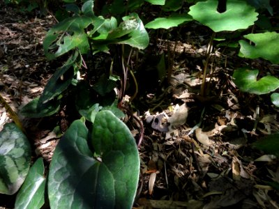 カンアオイ[寒葵][Asarum nipponicum]