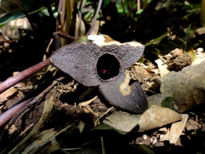 カンアオイ[寒葵][Asarum nipponicum]-花