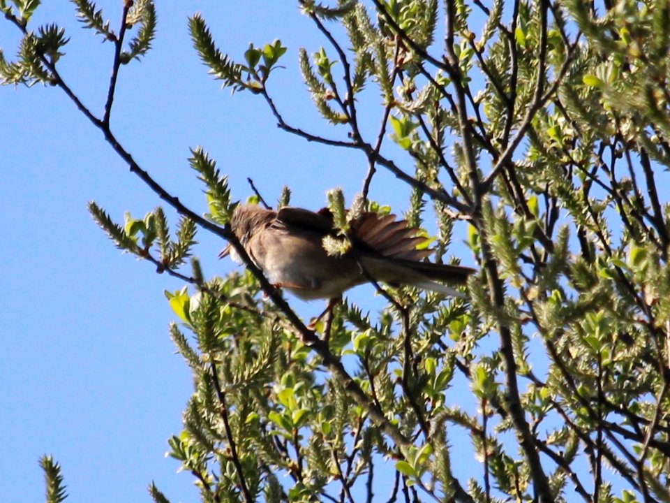 Sylvia communis - Common Whitethroat.