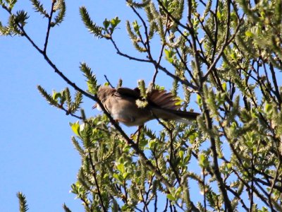 Sylvia communis - Common Whitethroat. photo