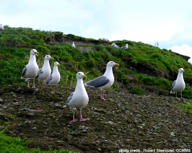 OCNMS - glaucous winged gulls photo