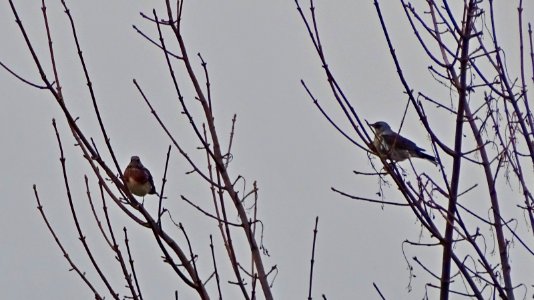 Fieldfare photo