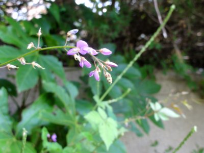 ヌスビトハギ[盗人萩][Desmodium podocarpum subsp. oxyphyllum]-花