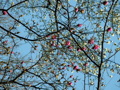モクレン[木蓮:木蘭][Magnolia quinquepeta:Magnolia liliiflora]-花 photo