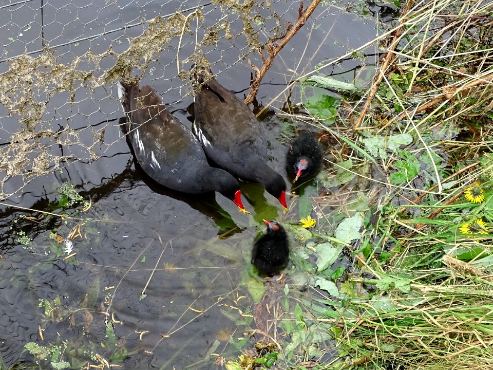 Moorhens photo