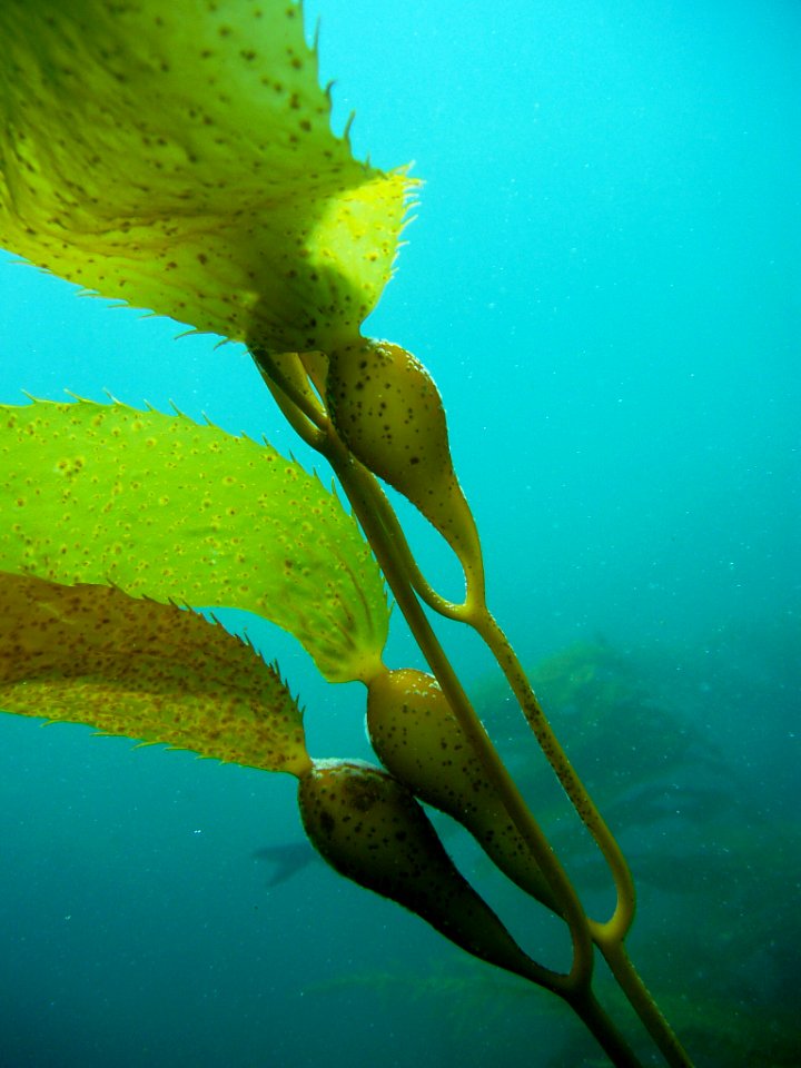 CINMS - Giant Kelp