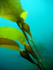 CINMS - Giant Kelp photo