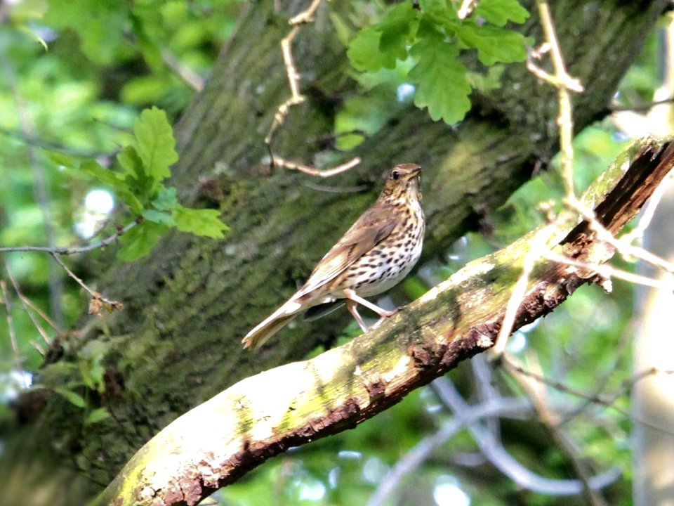 Thrush