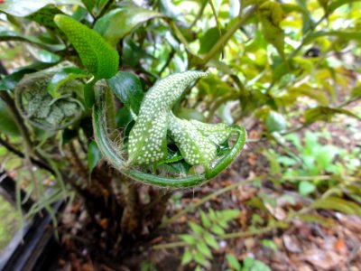テリハヤブソテツ[照葉藪蘇鉄][Cyrtomium laetevirens (Hiyama) Nakaike]-新葉
