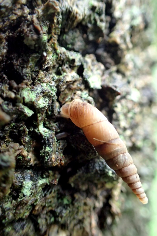 キセルガイ [煙管貝] [door snails] [Clausliidae Sp.]