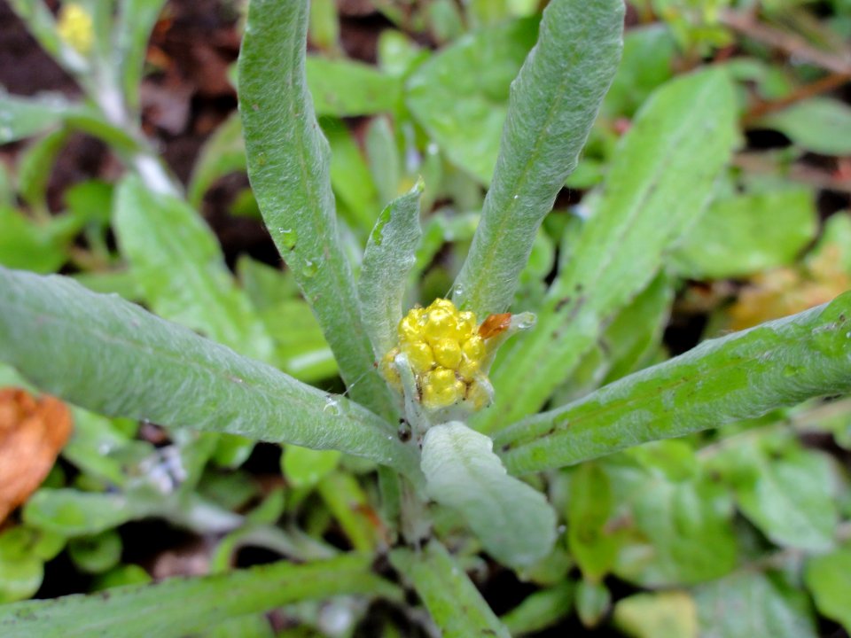 タチチチコグサ[立ち父子草][Gamochaeta calviceps]-花