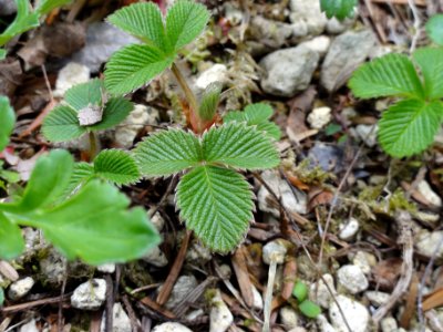 シロバナノヘビイチゴ[白花の蛇苺][Fragaria nipponica]-葉
