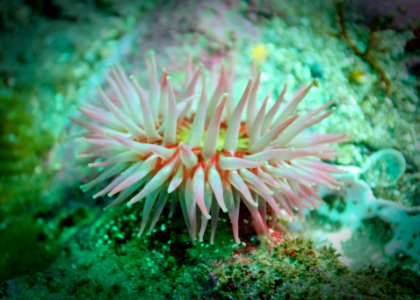 MBNMS - anemone
