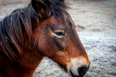 Bit sad - Silverdale - Fell Ponies (4 of 5)