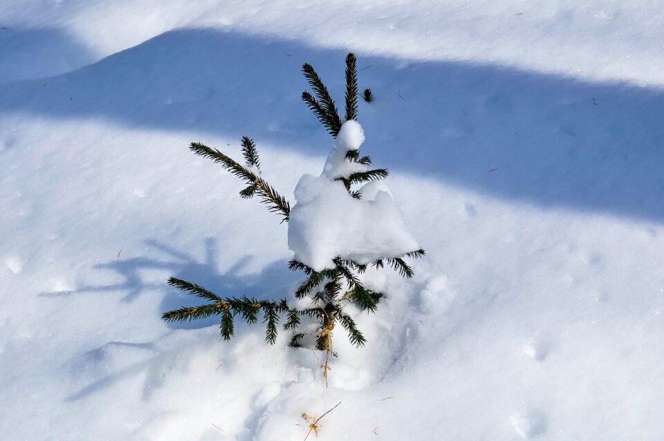 Winter cold evergreen