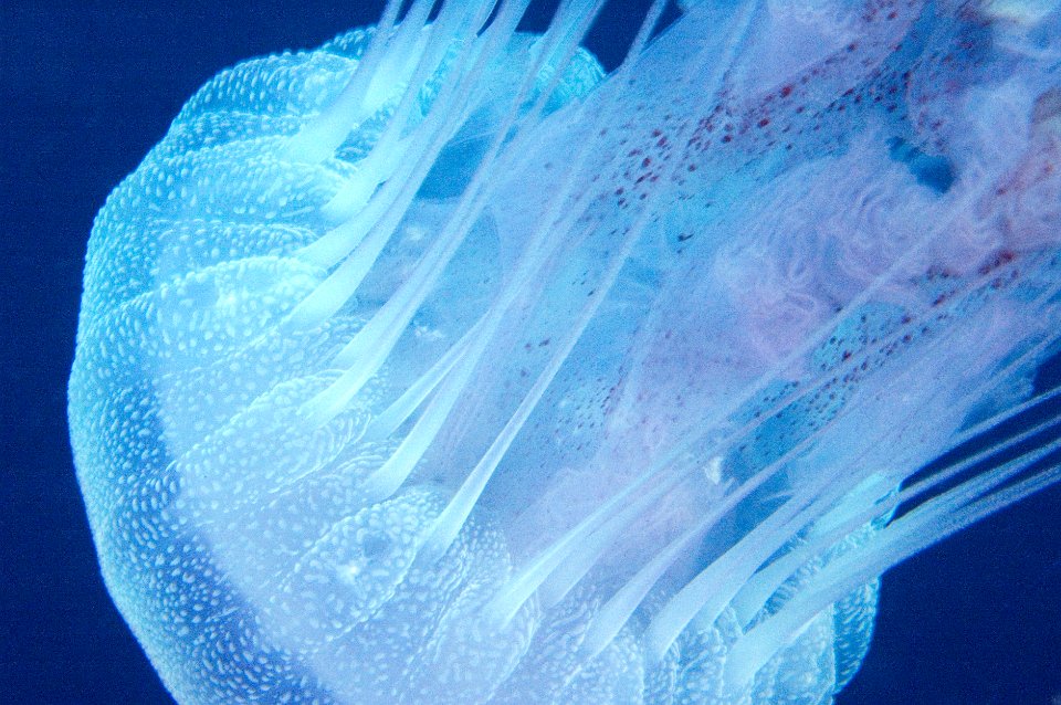 GRNMS - Jelly Close Up