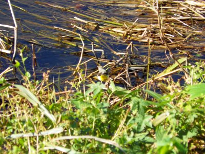 キセキレイ [黄鶺鴒] [Grey Wagtail] [Motacilla cinerea]
