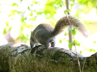 Squirrel with nuts photo