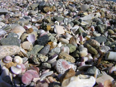 Sea and east clam