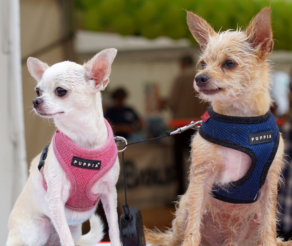 Small chihuahua hybrids