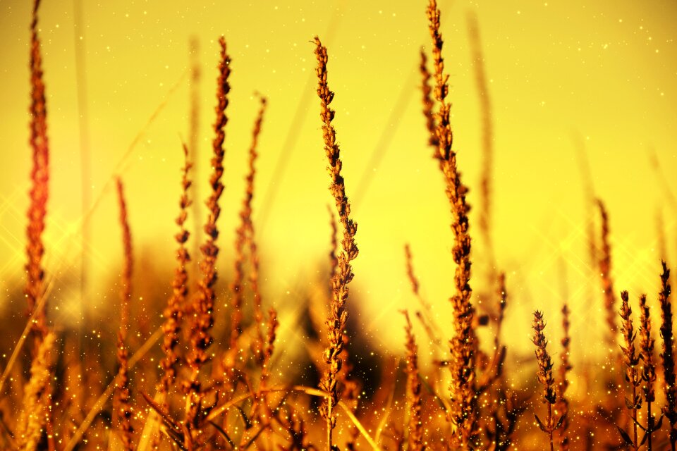 Wind glitter yellow