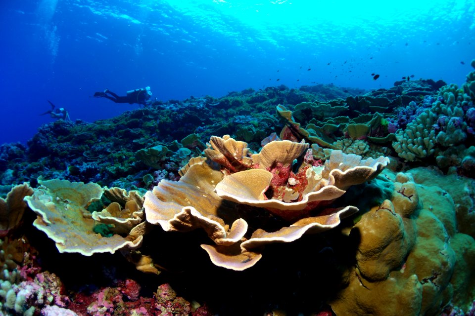 NMSAS - swains island