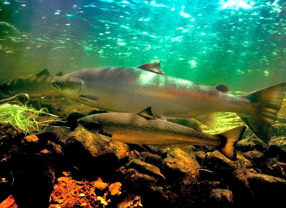 GFNMS - coho salmon