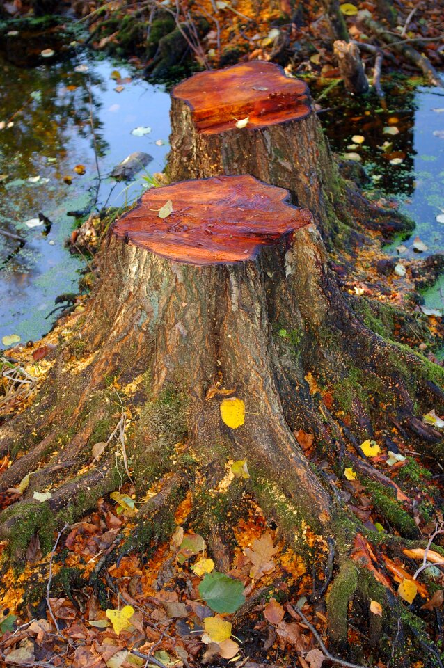 Forest floor fall color nature