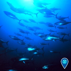 GFNMS bluefin tuna photo