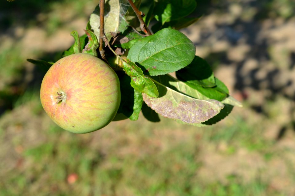 Apple