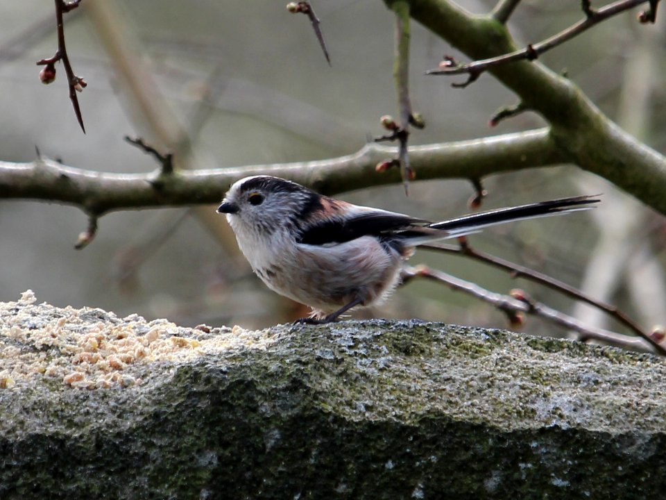 Another LTT photo